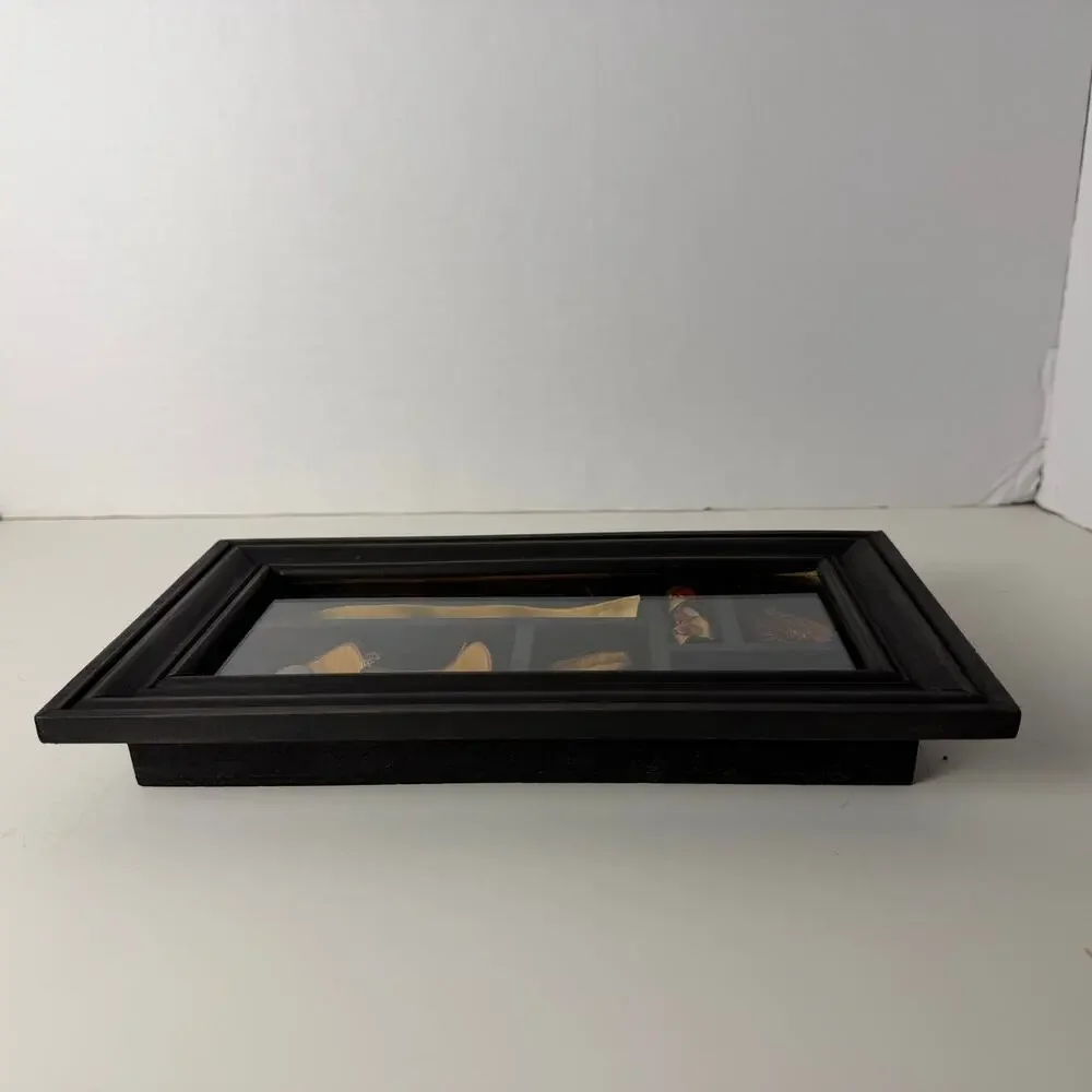 Framed Tropical Seed‎ Specimen Display Carpology Shadow Box Naturalist Caribbean